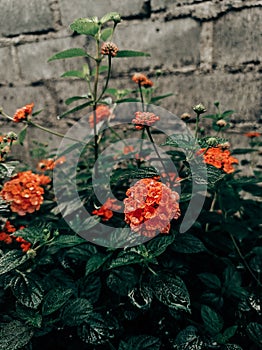 The rain drench the flowers