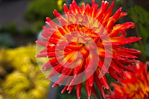 Rain drenched dew on bright red Dahlia