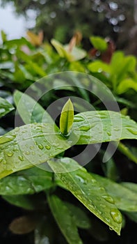 rain-drenched leaves.