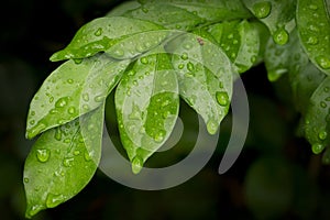 Rain Drenched Leaves with a Surprise