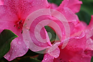 Rain-Drenched Pink Azalea Blooms