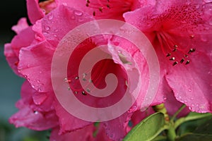 Rain-Drenched Pink Azalea Blooms