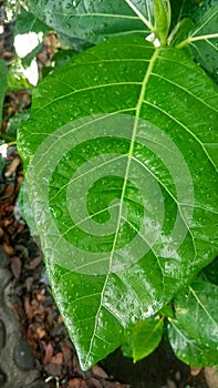 Rain droop in the leaf, green, garden, nature