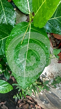 Rain droop in the leaf, green, garden, nature, blosom