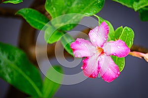 Rain drop on Azalea flowers, Impala Lily or Desert Rose or Mock