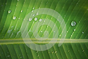 Rain drop on banana leaf background with