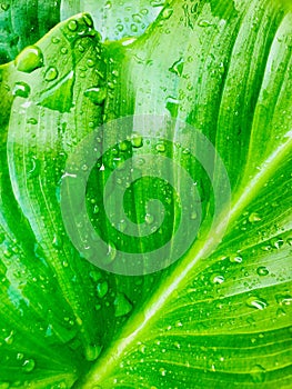 Rain drop on calla lily leaf.