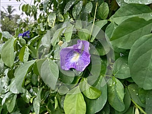 Rain drop on clitoria ternatea flower after rain