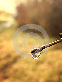 Rain Drop detail of a drop