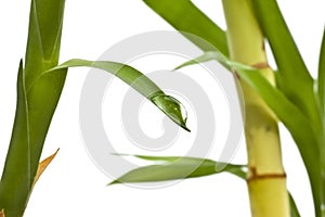 Rain-drop on the fresh bamboo leaf