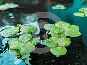 Rain Drop on Frogbit Waterplant