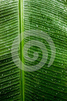 Rain drop on green banana leaf background. Nature green vivid banana leaf. Water clear raindrop. Transparent texture background