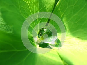 Rain drop on a green leaf