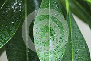 Rain drop on green leaves.