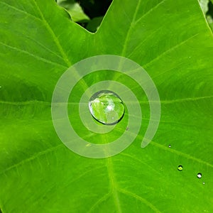 Rain drop on the green taro leaf