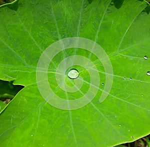Rain drop on the green taro leaf