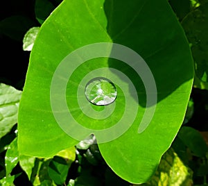 Rain drop on the green taro leaf