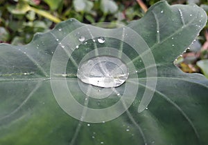 Rain drop on the green taro leaf