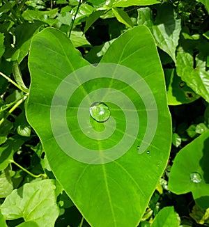 Rain drop on the green taro leaf