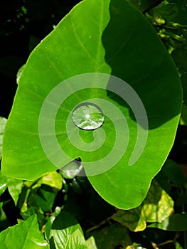 Rain drop on the green taro leaf