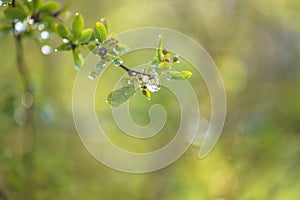 Rain drop on a green twig close up selective focus