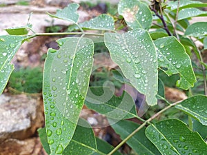 Rain drop on the greeny leaf