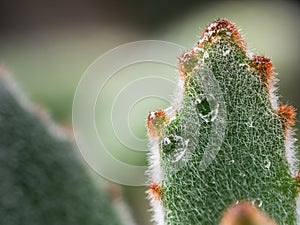 Rain Drop on The Hair of Cactus