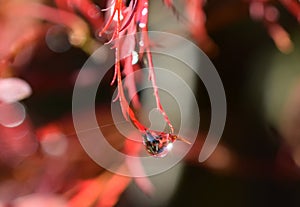 Rain drop on a Japanese Maple leaf