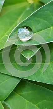 Rain drop on leaf