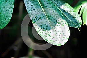 rain drop on the leaf, pagoda tree or frangipani or temple tree and rain drop