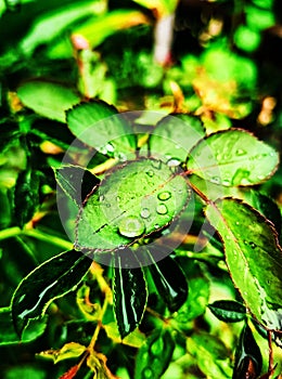 rain drop on leaves of rose photo