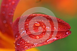 Rain drop on an orange lily petal