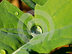 Rain drop on plant leaf on meadow in wild nature