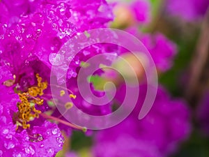 Rain Drop on Purple Crape Myrtle Flower