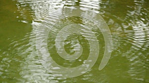 Rain drop ripples and spreading on pond