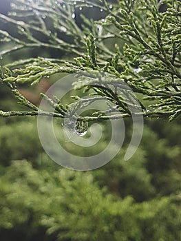 Rain drop on a species of coniferous tree photo