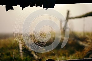 Rain drop on the spider web at sunrise
