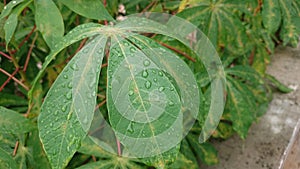 Rain drop on top of cassava leaf