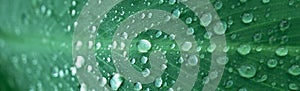 Rain drop water on dark green leave freshness nature garden banner background