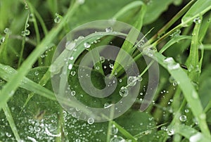 Rain drop on web