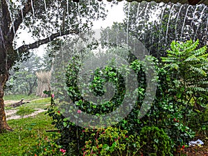 Rain droping on ground from village of bangladesh