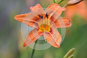 Rain droplet bejeweled tiger lily
