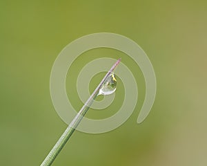 Rain droplet on a blade of grass