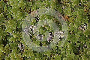 Rain droplet on mosquito ferns or water ferns