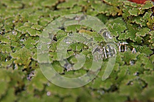 Rain droplet on mosquito ferns or water ferns