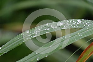 Rain droplets on a blady grass leaf with blurred green nature background in rainy day
