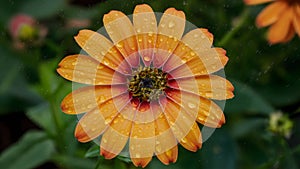 Rain droplets collect on orange flower petals, bright garden background