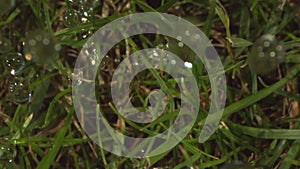 Rain Droplets Falling on Grass in Slow Motion Shot with Phantom and Laowa