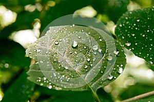 Rain droplets on fresh green leaf