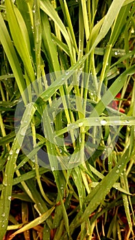 Rain droplets on grass - nature plants and trees